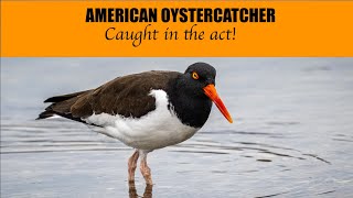 Oystercatchers caught in the act [upl. by Dietrich]