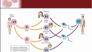 Chapter 24  Genetics and Genetic Disease [upl. by Ahsienat]