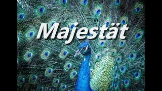 Majestät Majesty Here I Am  Karaoke Altsaxophon Instrumental Martin Smith Stuart Garrard JEM871 [upl. by Ilesara]