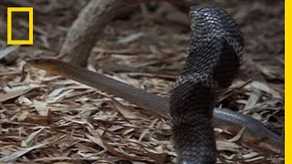 Cobra vs Rat Snake  National Geographic [upl. by Chema49]