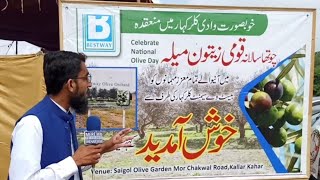 Annual Olive زیتون festival Kalar kahar 2019  First time Olive farming in Pakistan [upl. by Egroj359]