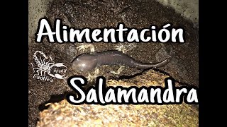 Salamandra alimentación [upl. by Etteniuq]