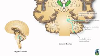 AXON Trigeminocerebellar Pathway Unconscious Proprioception from Face 9 of9 [upl. by Anavi]