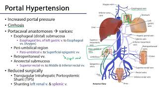 Hepatic Portal System  M1 S10 Stomach Liver and Spleen [upl. by Kirtley]