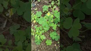 Oxalis plant plants science biology [upl. by Lemon]