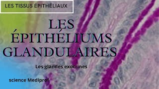 Les épithéliums glandulaires 1Glandes exocrinesHistologie générale [upl. by Portia]