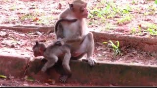 Monkey Skailla Weaning baby monkey Skettia [upl. by Yatnahc]