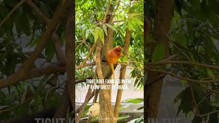 Golden Lion Tamarin Brazil’s Tiny Forest King [upl. by Natsirc178]