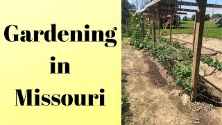 Missouri garden tour  Mittleider method 2019 [upl. by Selokcin265]