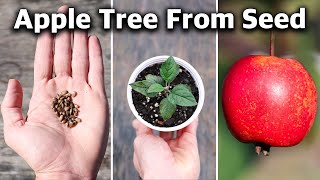 How to Grow an Apple Tree from SEED to FRUIT in 3 YEARS 🍎 [upl. by Oht]