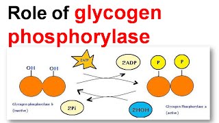 Role of glycogen phoisphorylase [upl. by Attecnoc91]