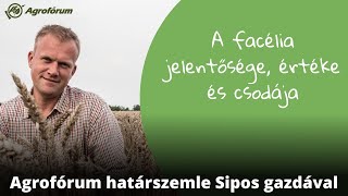 A facélia jelentősége értéke és csodája [upl. by Reh825]