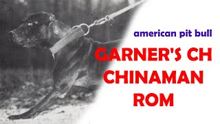 GARNERS CH CHINAMAN ROM APBT [upl. by Ecneralc281]