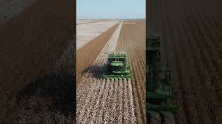 Cotton picking season in Xinjiang [upl. by Lerud]