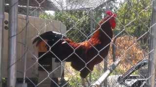 Rhode Island Red Rooster [upl. by Balcke915]