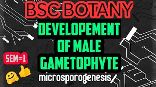 BSC BOTANYDEVELOPMENT OF MALE GAMETOPHYTEMICROSPOROGENESIS മലയാളം [upl. by Calder]