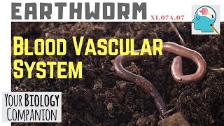 XI07A07 – Earthworm – Blood vascular system  NEET  AIIMS [upl. by Chamkis771]