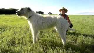 Roger and Cleo the Wolfhound howling at horses [upl. by Ynoep339]