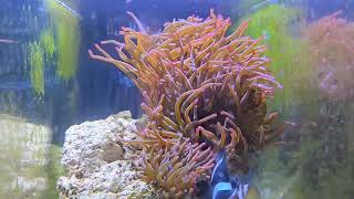 Setting up a new saltwater aquarium and adding corals Week 2 [upl. by Myer]