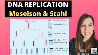 MESELSON and STAHL  Evidence of semiconservation replication for Alevel Biology DNA REPLICATION [upl. by Thin165]