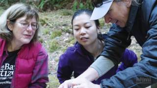 Riverine Food Webs  How Flow Rates Affect Biomass  HHMI BioInteractive Video [upl. by Derna]