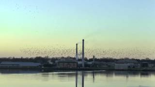 Starlings roosting under the Hillsborough Bridge PEI [upl. by Enalda]