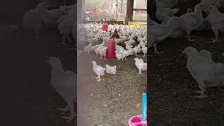 Murga murgi farming 🐔 [upl. by Lenni]