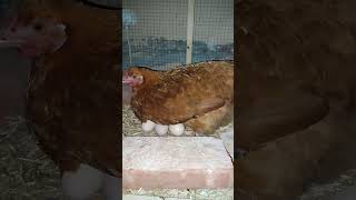 My Broody Hen 1st Day [upl. by Audra589]