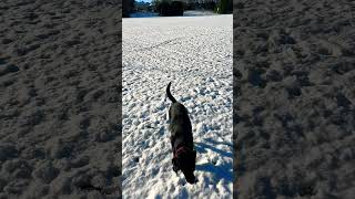 🐾❄️❤️ sootyblacklab snow thursdaymotivation thanksgiving redhotchilipeppers dogshorts puppy [upl. by Aettam]