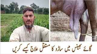 Mastitis in cows and Buffalo  saroo ka ilaj Dr M Sattar Ahmed Rajpoot [upl. by Fancy]