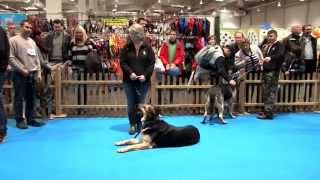 Osteuropäischer Schäferhund Hundeausstellung Hannover 2015 [upl. by Anayek417]