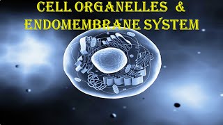 CELL ORGANELLES amp THE ENDOMEMBRANE SYSTEM [upl. by Ellehsim]