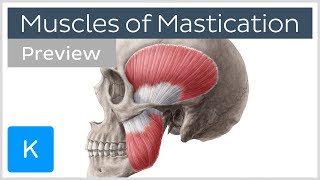 Muscles of mastication preview  Origin insertion functions  Human Anatomy  Kenhub [upl. by Ekard]