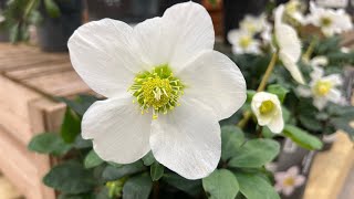 Hellebores [upl. by Icyac]