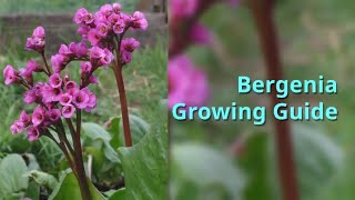 Bergenia Growing Guide [upl. by Neale]