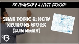 SNAB topic 8 how neurons work summary [upl. by Aiekal]