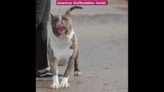 Strong American Staffordshire Terrier Dogs youtubeshorts [upl. by Yboj]