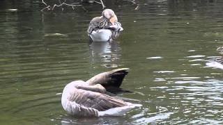 Greylag Geese Bathing and Preening [upl. by Idaline975]