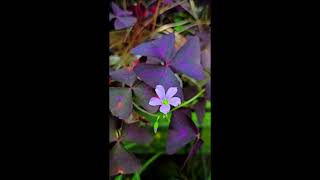 Oxalis triangularis [upl. by Payton]