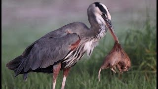 Great Blue Heron finally catches a big gopher [upl. by Alimhaj]