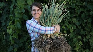 MASSIVE GARLIC HARVEST [upl. by Davison]