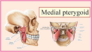 medial pterygoid [upl. by Imef81]