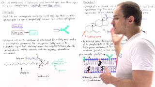 Glycolipids and Cholesterol [upl. by Anij]