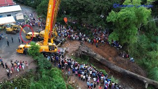 Impressive Excavator And Double Crane Use His Power Recovery Big Tree Sink Deep Water Successfully [upl. by Aleihs]