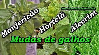 Como fazer mudas com galhos de hortelã manjericão e alecrim alegre seu jardim [upl. by Downe53]