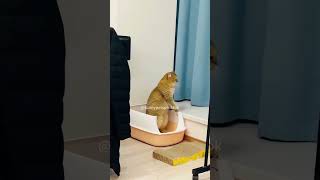 Please use the restroom catfunny funny catvideos cat cats fyp fypシ゚viral catlover [upl. by Ahsinrac]