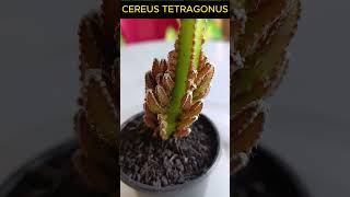 CEREUS TETRAGONUS Shorts 1586 plants suculentas plantas [upl. by Ethe524]