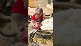 monkey animals monkeypika monkeybaby babycute baby cutebaby Jicjic monkeys asmr shorts [upl. by Lucia120]