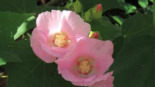 【観音寺 2024929 】花レポート：芙蓉の花の季節です 広島市植物公園の近くの臨済宗、山陽花の寺第２４番札所 ムクゲの花も咲いてます 広島市佐伯区の観音寺ですよ [upl. by Bose653]