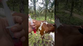 Penyuntikan vitamin B12 pada sapi sapi shorts animals [upl. by Neersan]